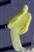  Upper stamen